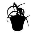Isolated decorative aloe plant in a pot silhouette